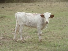 Un Named Heifer Calf (Big Wig x Bandwagon)