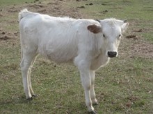 Un Named Heifer Calf (Big Wig x Waglee)