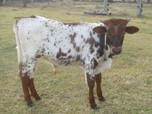 Un Named Bull Calf (Big Wig x Cedar 76)
