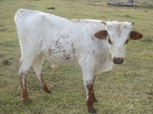 Un Named Bull Calf (Big Wig x Pukuna)
