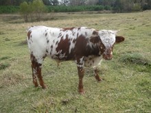 Un Named Bull Calf (Big Wig x Cocoa 05)