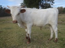 Un Named Bull Calf (Big Wig x Steamer)