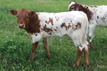 Unnamed Bull 461
