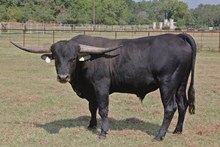 167/11 bull