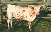 unnamed bull 2