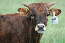 2015 Night Light Bull