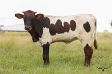 Idyllic Heifer 2026