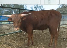 Iron Son II
