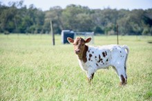 TS LEXINGTON COWBOY