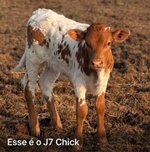 J7 CHICK 🇺🇸