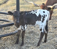 Joy Drive Heifer calf