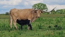 RJF Texa Lezawe 2026 bull