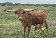 Texas Safari CDC