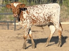 JJ Agent Kate bull calf