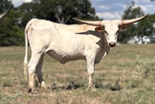 JJ AMERICAN ROYAL T
