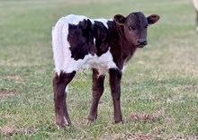 JJ Knight's Templar x JJ Bo Knows bull calf
