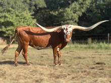 JJ FRANCI