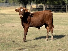 Franci Pants bull calf
