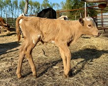 JJ Rural Franci heifer
