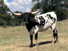 JJ TEXAS CRICKET