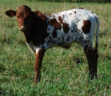 JUICY DO BULL
