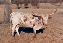 JUMBO HORNS