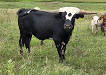 JBR BLACK STETSON