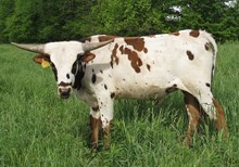 JACKAROO