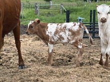 64 tcc blue denim x 5D jada Star
