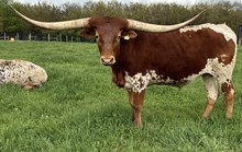 LCL Mooves Like Jagger