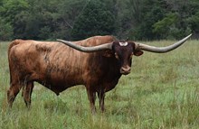 JAMMIN TEX