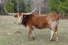 Hayseed