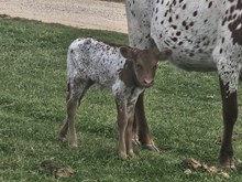 Jana Texana Heifer Calf