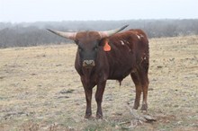 Safari BL Chex x Jewel of Freedom SRC