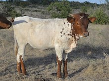 KDK ADVENTUROUS JOLENE