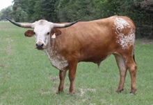 SHR JUDGE ROY BEAN