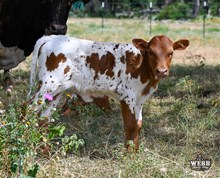 WFF MAJESTIC MURIEL