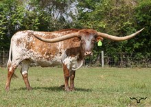KCCI GERALDINE