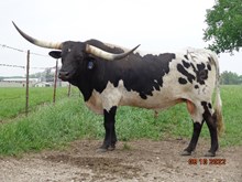 KCCI KHAOS COWBOY
