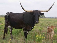 J.R. KICKAPOO