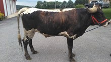 CWR Fugitive