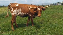 CWR Rockette