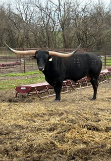TCR KANSAS COWBOY