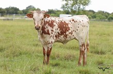 Kellyanne Heifer 2026