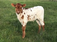 2021 Champagne steer