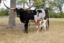 bull calf Opal Fire x High Plains Drifter