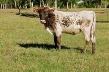 Johnny Yuma BCR 521