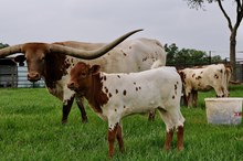 heifer BCR  Chantilly Lace x Jax