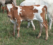 HANGOVER X LADY LUCK HEIFER
