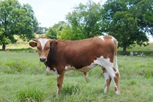 LAREDO BCR